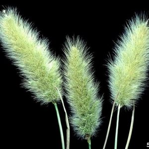 Polypogon monspeliensis yellow green dense plumes
