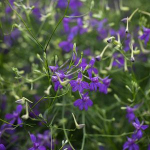 DELPHINIUM NUVOLA BLU NR.50 SEMI