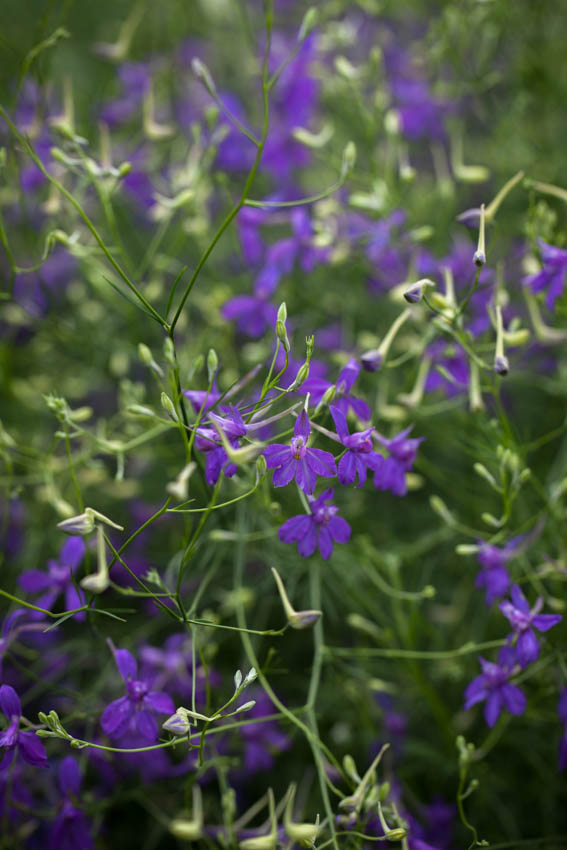 DELPHINIUM NUVOLA BLU NR.50 SEMI