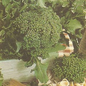 BROCCOLO BIANCO DI NATALE GR.100