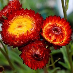 ELICRISO ROSSO NR.300 SEMI