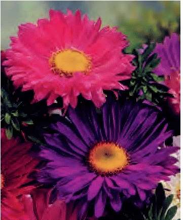 ASTER SEMPLICE MADALEINE MISCUGLIO GR.10