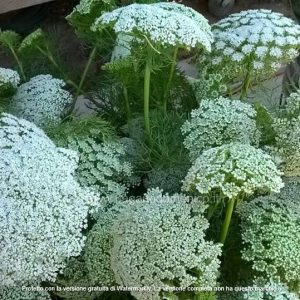 AMMI VERDE PASTELLO 1000 SEMI