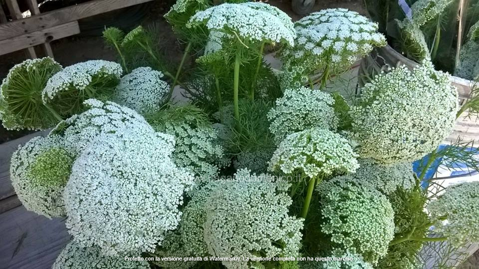 AMMI VERDE PASTELLO 1000 SEMI