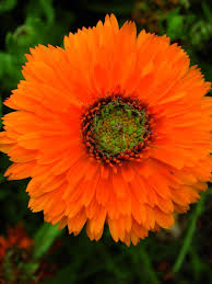 CALENDULA ARANCIO A CUORE VERDE NR.200 SEMI