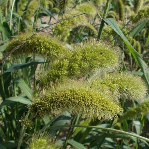 SETARIA MACROSTACHYA VERDE NR.300 SEMI