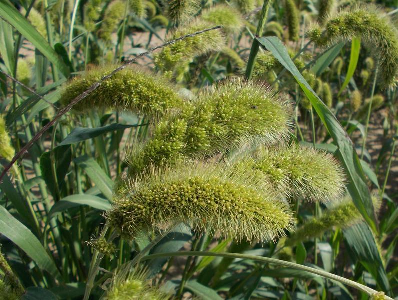 SETARIA MACROSTACHYA VERDE NR.300 SEMI