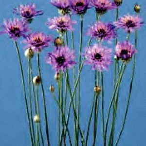 CATANANCHE COERULEA BLU NR.1000 SEMI