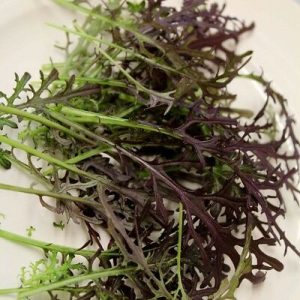 MUSTARD ( BRASSICA JUNCEA ) FRILLY RED KG 1