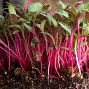 BIETOLA ROSA PER MICROGREEN NR.1 BUSTA