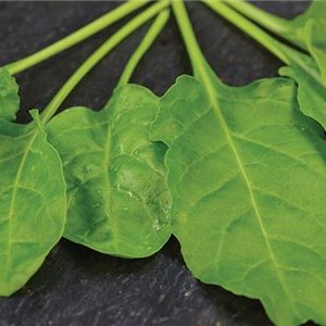 SWISS CHARD ( BETA VULGARIS) VERDE DA TAGLIO KG 1