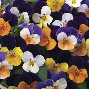 VIOLA CORNUTA PENNY JUMP UP MIX NR.1000 SEMI