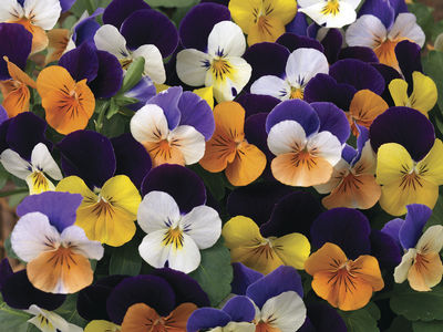 VIOLA CORNUTA PENNY JUMP UP MIX NR.1000 SEMI