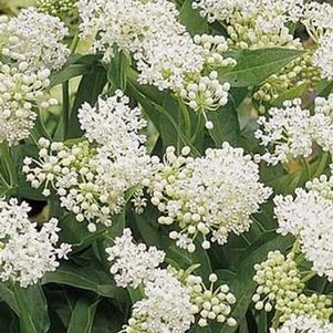 ASCLEPIAS INCARNATA BIANCO NR.100 SEMI