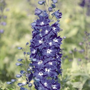 DELPHINIUM GIGANTE PACIFIC BLU SCURO NR.1000