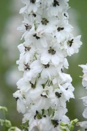 DELPHINIUM GIGANTE PACIFIC BIANCO OCCHIATO NERO NR.1000