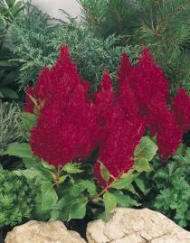 CELOSIA PLUMOSA FRESH ROSSO NR.1000 SEMI