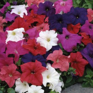 PETUNIA LIMBO MISCUGLIO NR.1000 SEMI PILL.