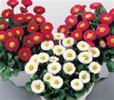 BELLIS SPEEDSTAR BIANCO NR.1000 SEMI