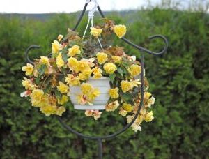 BEGONIA ILLUMINATION LIMONE NR.1000 SEMI PELLET