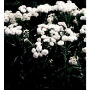 ACHILLEA CARTILAGINEA 1000 semi
