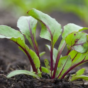 SWISS CHARD BETA VULGARIS VAR, CONDITIVA BOLTARDY KG 1