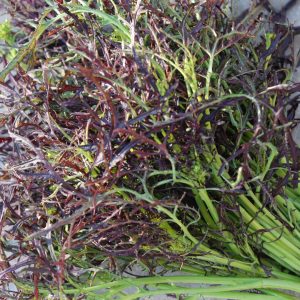 SENAPE/MOSTARDA RICCIA ROSSO NR.300 SEMI