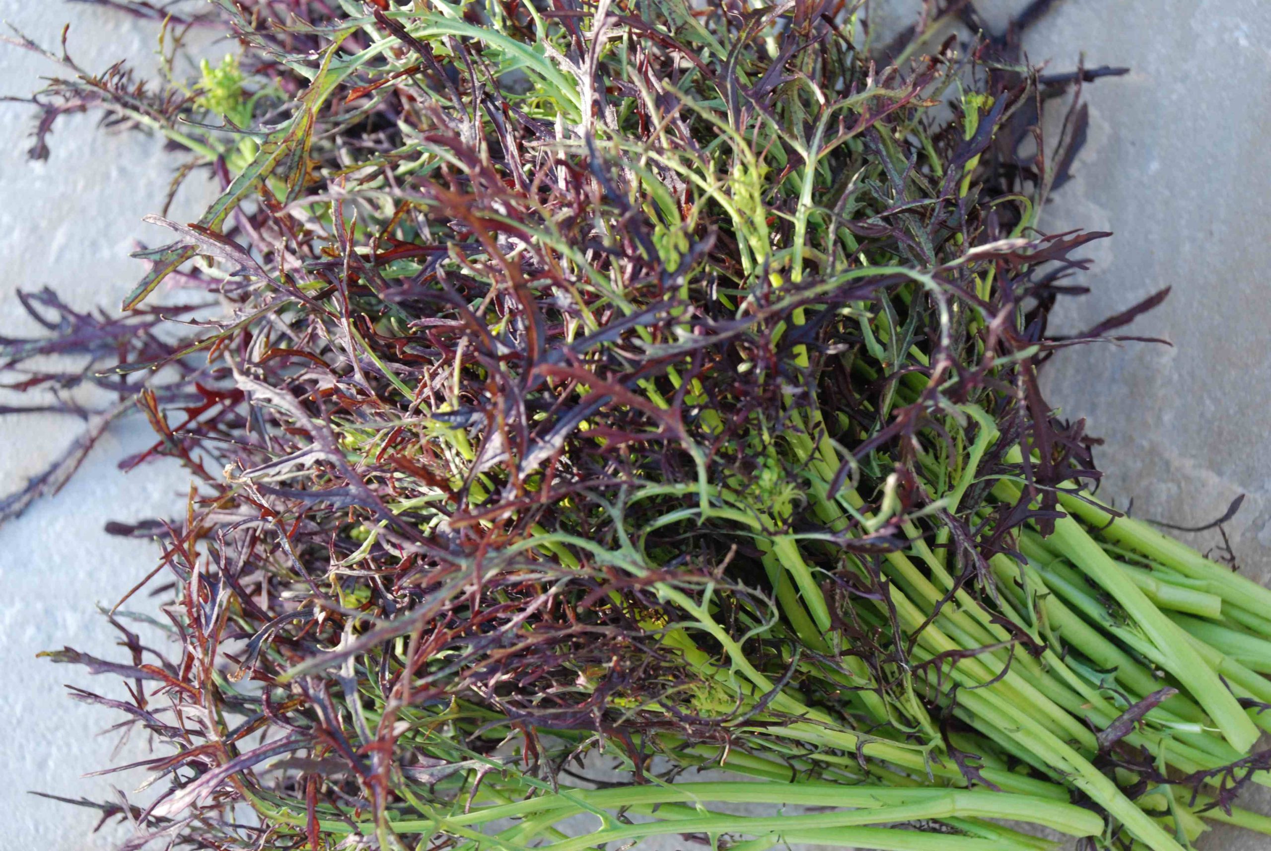 SENAPE/MOSTARDA RICCIA ROSSO NR.300 SEMI