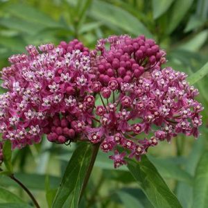 ASCLEPIAS INCARNATA ROSA NR.100 SEMI