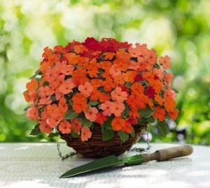IMPATIENS LOLLIPOP SALMONE PESCA NR.1000 SEMI