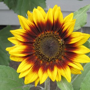 GIRASOLE MULTICOLORE NR.30 SEMI