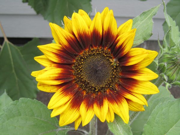 GIRASOLE MULTICOLORE NR.30 SEMI