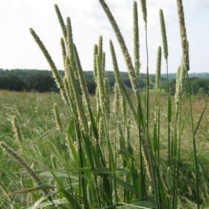 PLEUM PRATENSE NR.300 SEMI