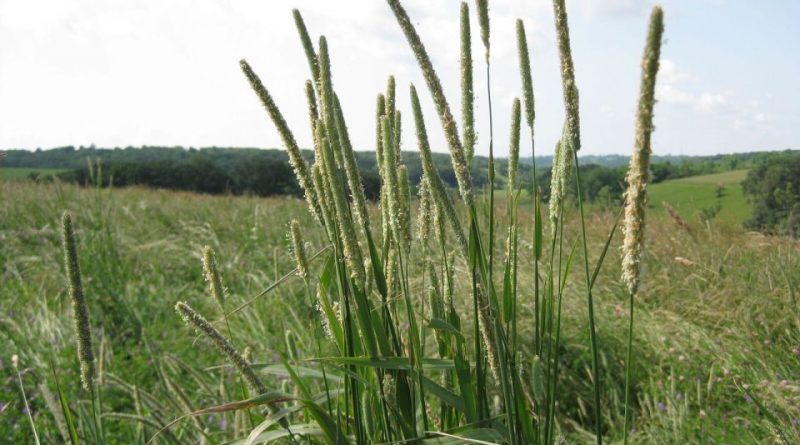 PLEUM PRATENSE NR.300 SEMI