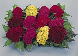 CELOSIA CRESTATA NANA MIX NR.1000 SEMI