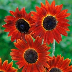GIRASOLE EVENING SUN NR.200 SEMI