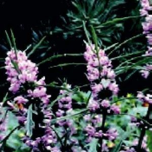 LEONURUS SIBIRISCUS LILLA NR.50 SEMI
