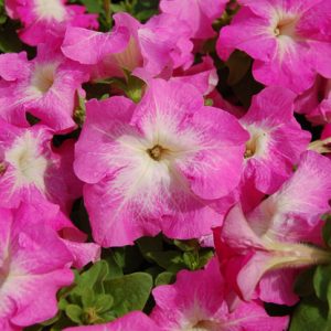 PETUNIA LIMBO ROSA SCURO CENTRO BIANCO NR.1000 SEMI PILL.