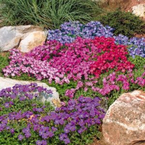 AUBRETIA MISCUGLIO NR.200 SEMI