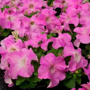 PETUNIA LIMBO ROSA TENUE NR.1000 SEMI PILL.