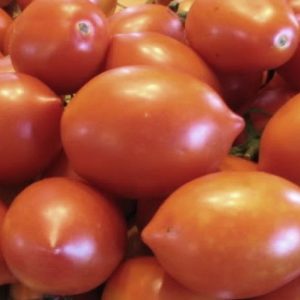 POMODORO CHICCO NR.200 SEMI