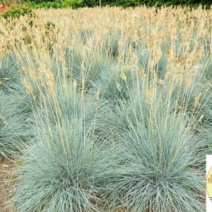 Festuca glauca Blue Select silvery blue foliage
