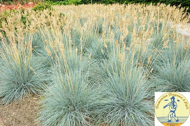 Festuca glauca Blue Select silvery blue foliage