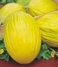 MELONE NAPOLETANO GIALLO NR.50 SEMI