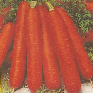 CAROTA BERLICUM GR.100