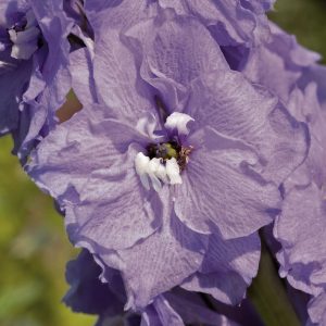 DELPHINIUM GIGANTE PACIFIC LAVANDA NR.1000