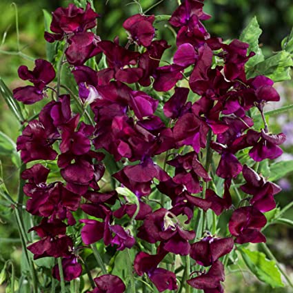 PISELLO ODOROSO ROSSO VINO NR.50 SEMI