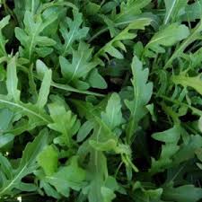 ROCKET OR RUCOLA WILD ROCKET SYLVETTA ( DIPLOTAXIS TENUIFOLIA) FRASTAGLIATA DEEPLY LOBED FOLIAGE KG 1
