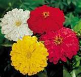 ZINNIA F.1 FIOR DI DAHLIA MISCUGLIO GR.5