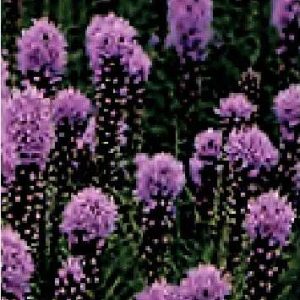 LYATRIS SPICATA  NR.20 SEMI